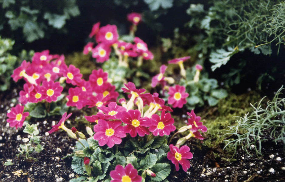 Primula 'Wanda' photo